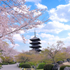 五重塔と桜