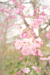 季節の花