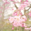 季節の花