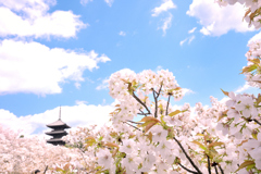 仁和寺 御室桜