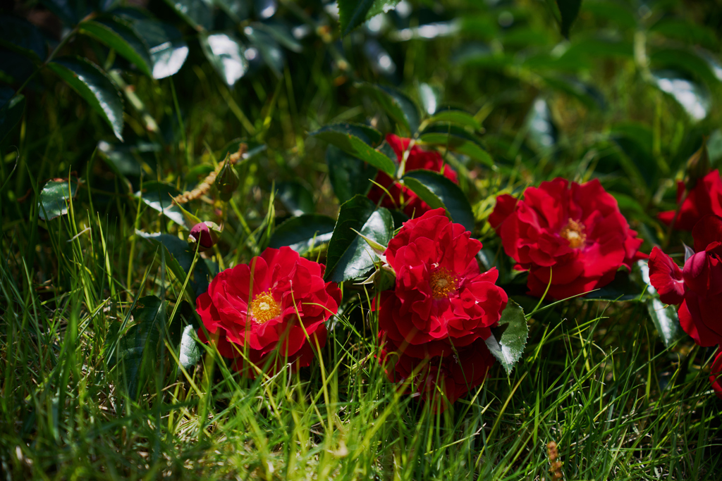 夏薔薇