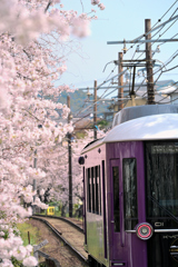 桜のトンネル