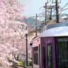 桜のトンネル