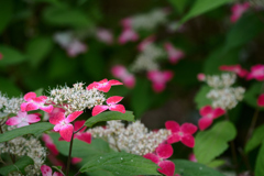水の器 紫陽花