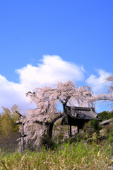 地蔵禅院の枝垂れ桜