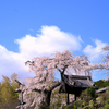 地蔵禅院の枝垂れ桜