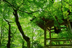 青紅葉 常寂光寺