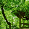 青紅葉 常寂光寺