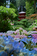紫陽花と三重塔