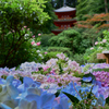 紫陽花と三重塔