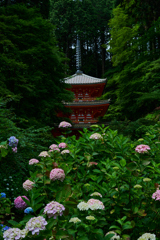 紫陽花と三重塔