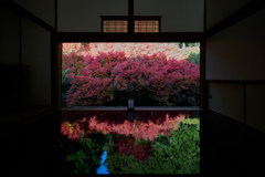 ドウダンツツジ