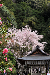 枝垂れ桜と椿