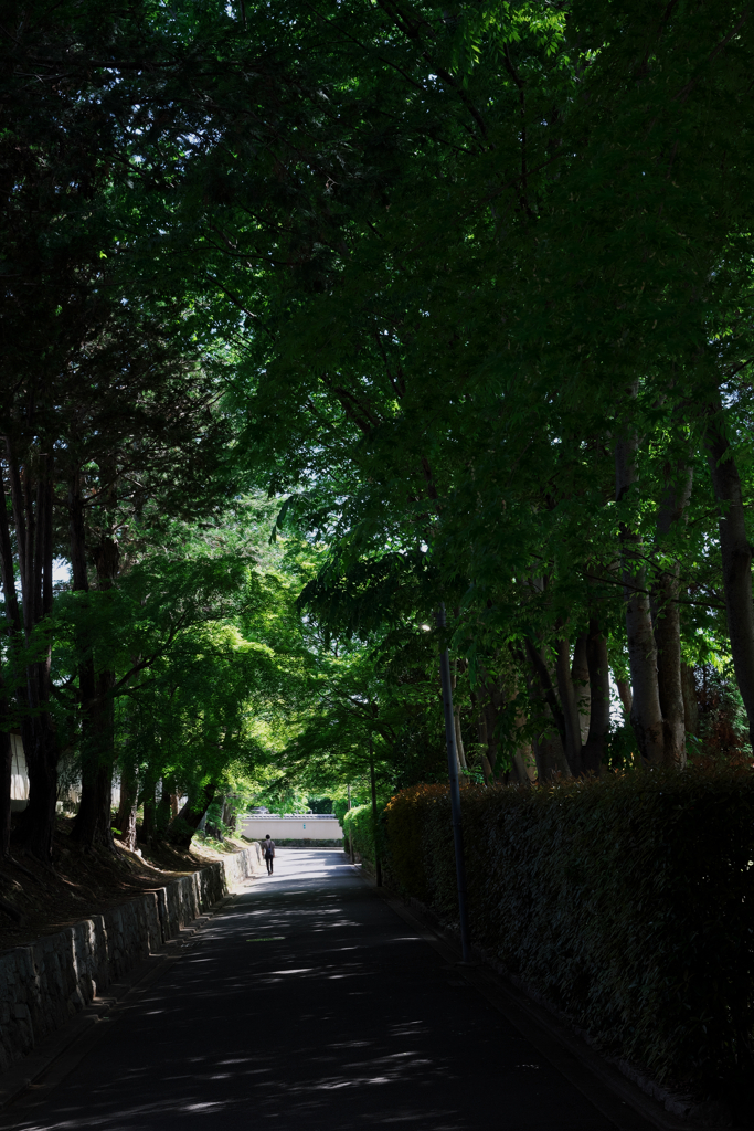 東福寺のとある道