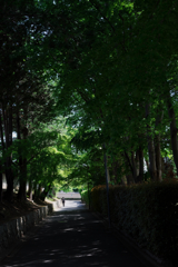 東福寺のとある道