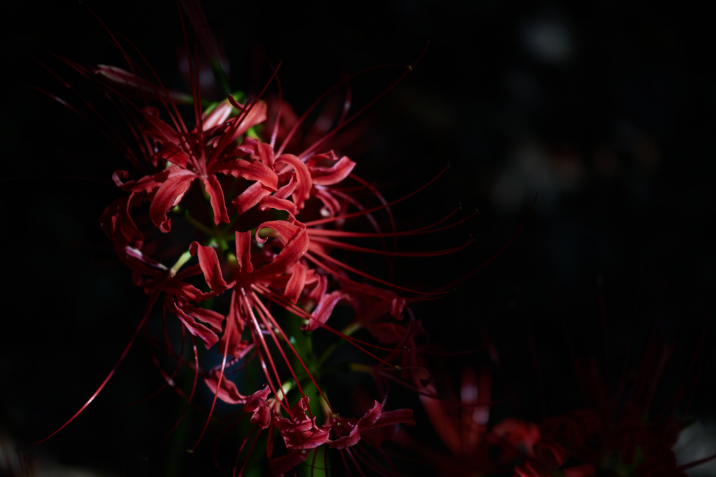 秋告げる花