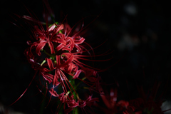 秋告げる花