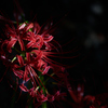 秋告げる花