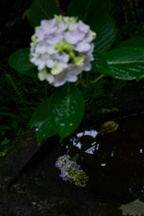 紫陽花