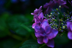 紫陽花