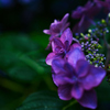 紫陽花