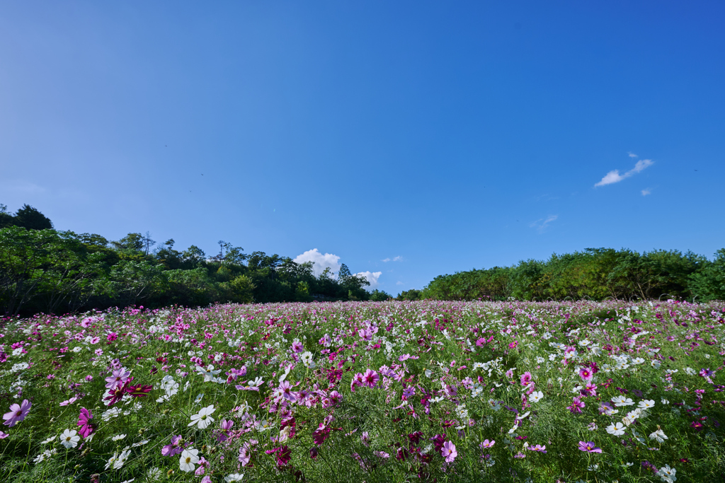 夏日のコスモス