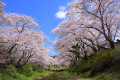 井出の玉川桜並木