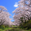 井出の玉川桜並木