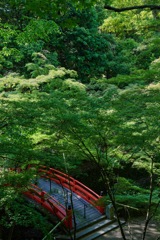 御土居の青紅葉