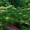 御土居の青紅葉