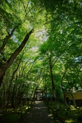 地蔵院 竹寺