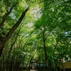 地蔵院 竹寺