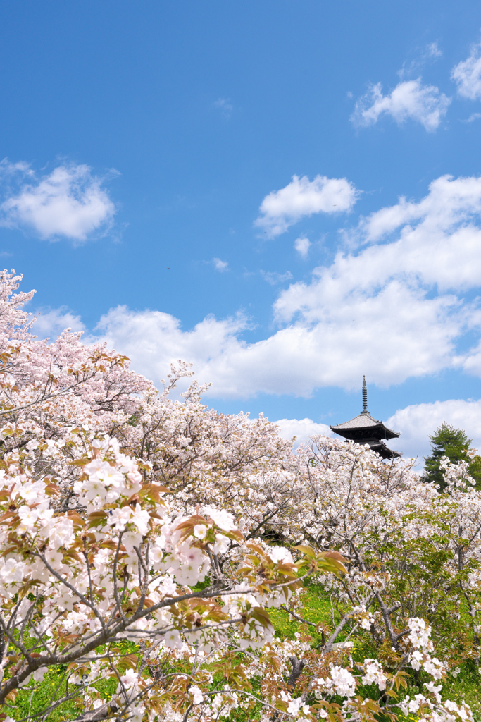 仁和寺 御室桜