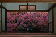 ドウダンツツジ