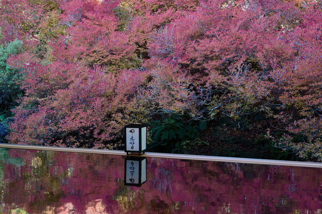 ドウダンツツジ