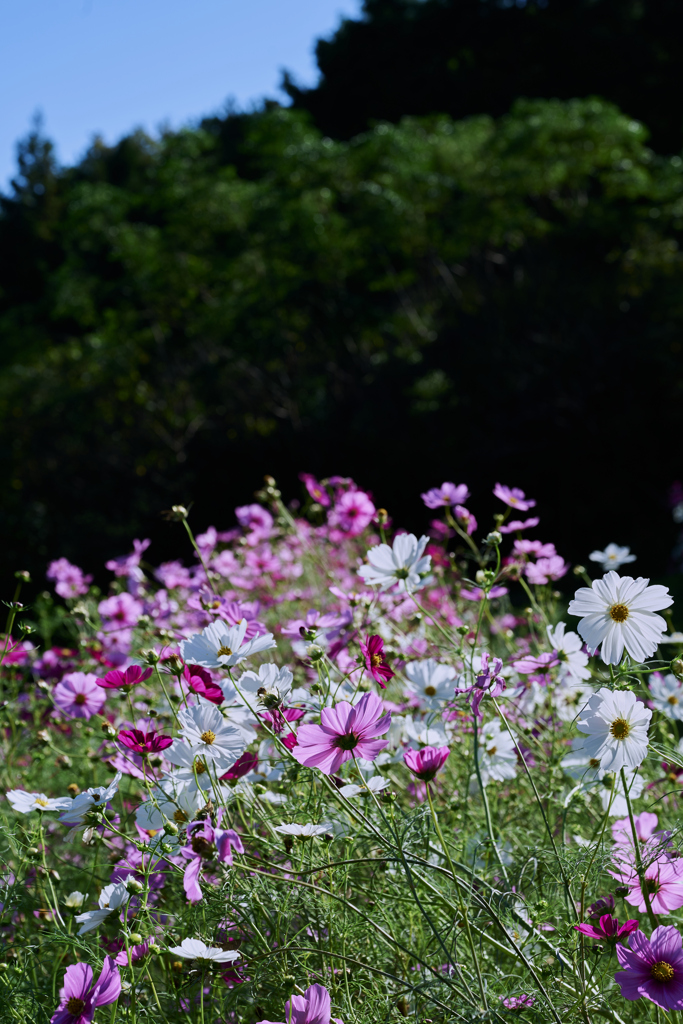 秋桜