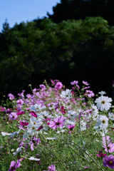 秋桜