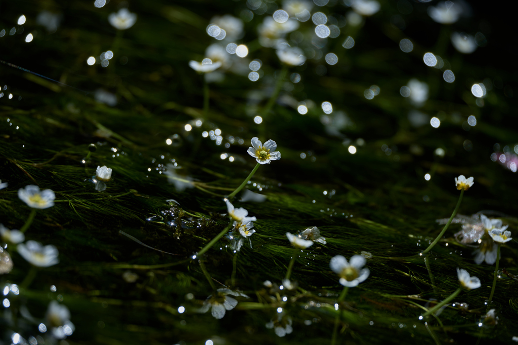 梅花藻