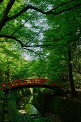 御土居の青紅葉