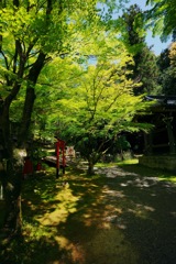 緑、映える
