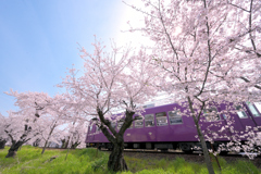 桜のトンネル