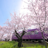 桜のトンネル