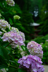 紫陽花と三重塔