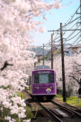 桜のトンネル