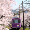 桜のトンネル