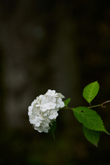 水の器 紫陽花
