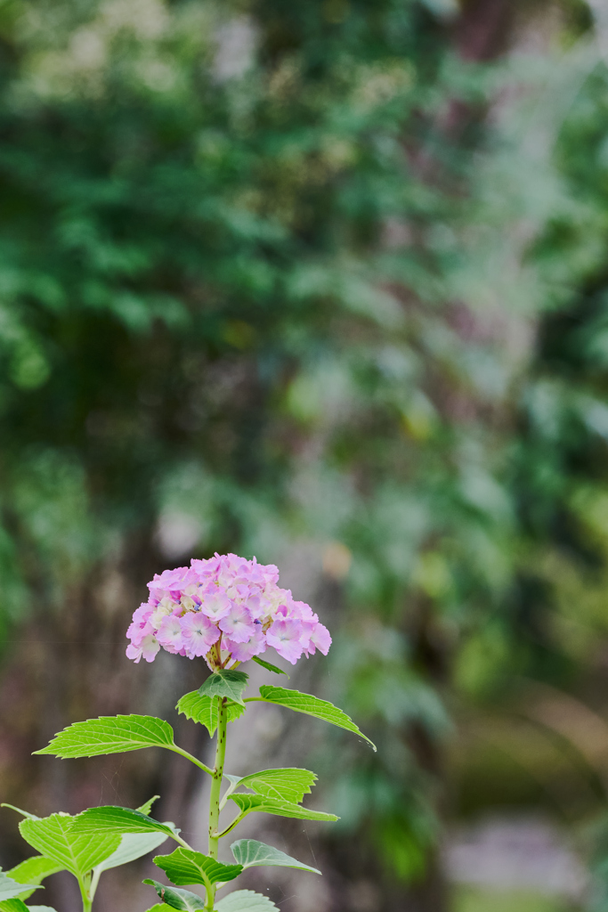 水の器 紫陽花