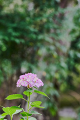 水の器 紫陽花