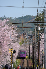 桜のトンネル