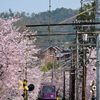 桜のトンネル